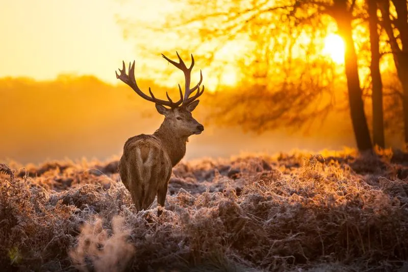 23 Incredible Animals That Start With the Letter E 2 Elk in morning sun
