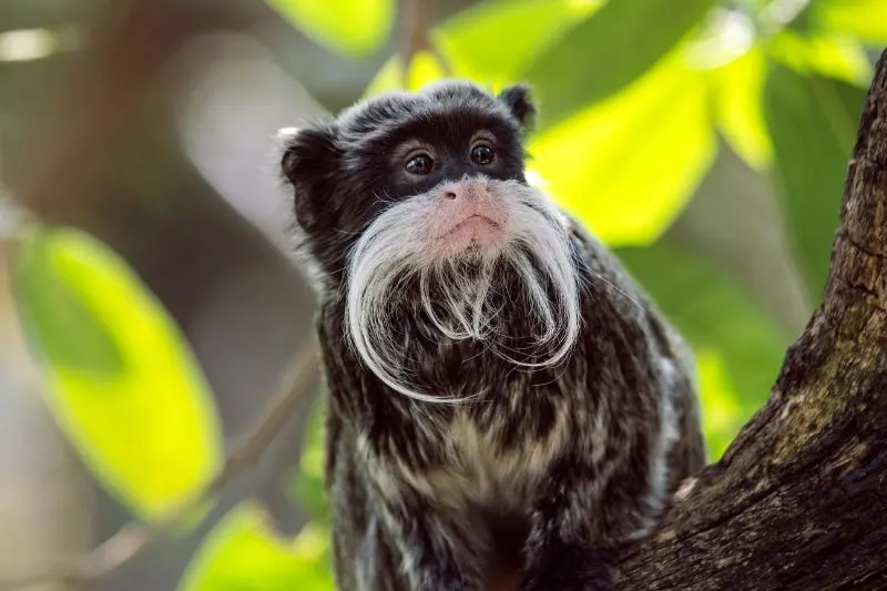 Emperor Tamarin Emperor Tamarin at a tree