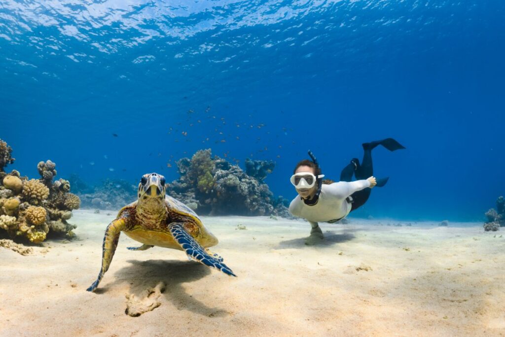 Marine Conservation Diving Tourism Guide 2026 9 Marine animal photographed underwater for conservation monitoring