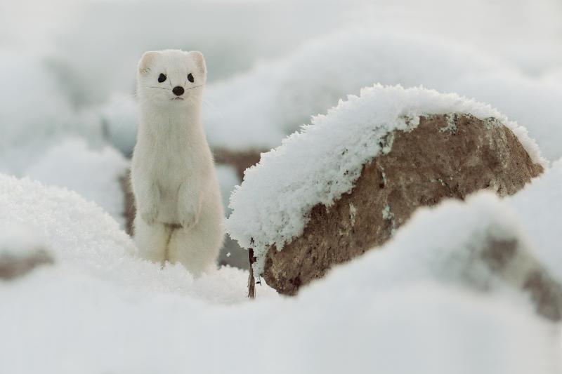 Ermine Mustela erminea like a state in winter snow
