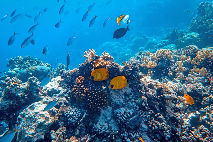 Animal Genius 2026: Which Animals Are Smarter Than Humans? 17 Fish