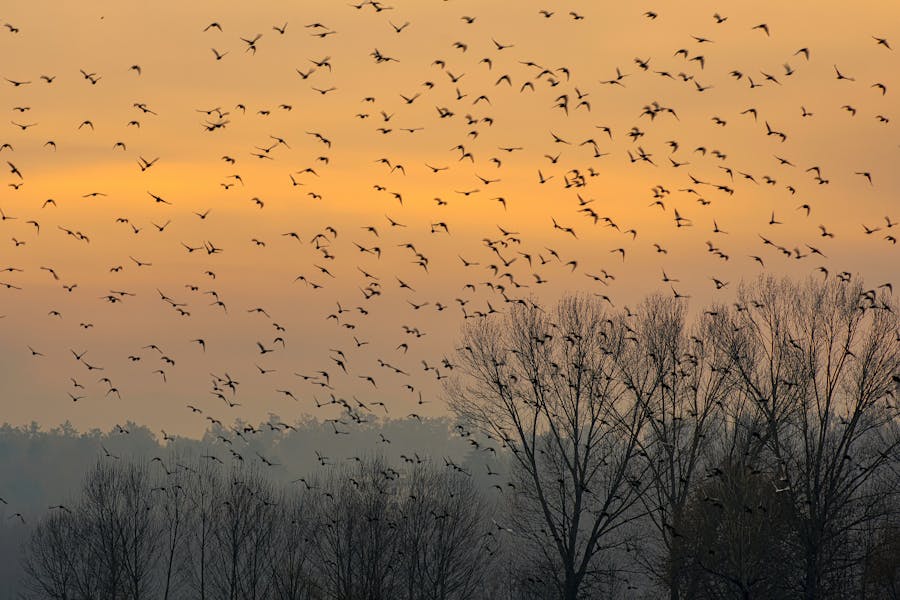 Animal Migration 2026: How Animals Navigate Without GPS 1 Flock of birds migrating over a forest at sunset