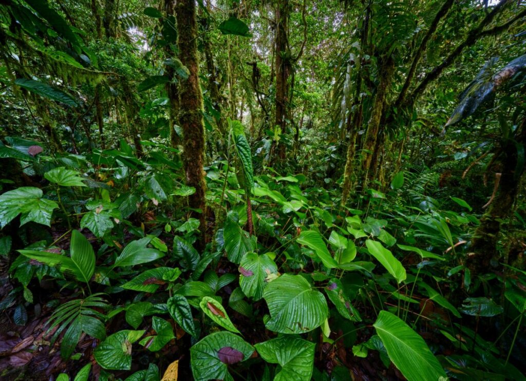 Wildlife Crisis 2026: How Climate Change Kills Species (And What You Can Do) 11 Forest Ecosystem