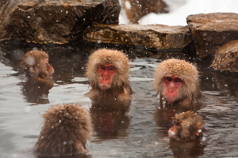 Animal Genius 2026: Which Animals Are Smarter Than Humans? 20 Future Directions in Animal Intelligence Research
