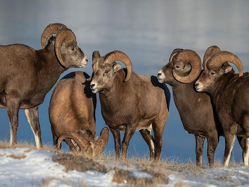 Animal Migration 2026: How Animals Navigate Without GPS 2 Mountain goats moving across a rocky slope