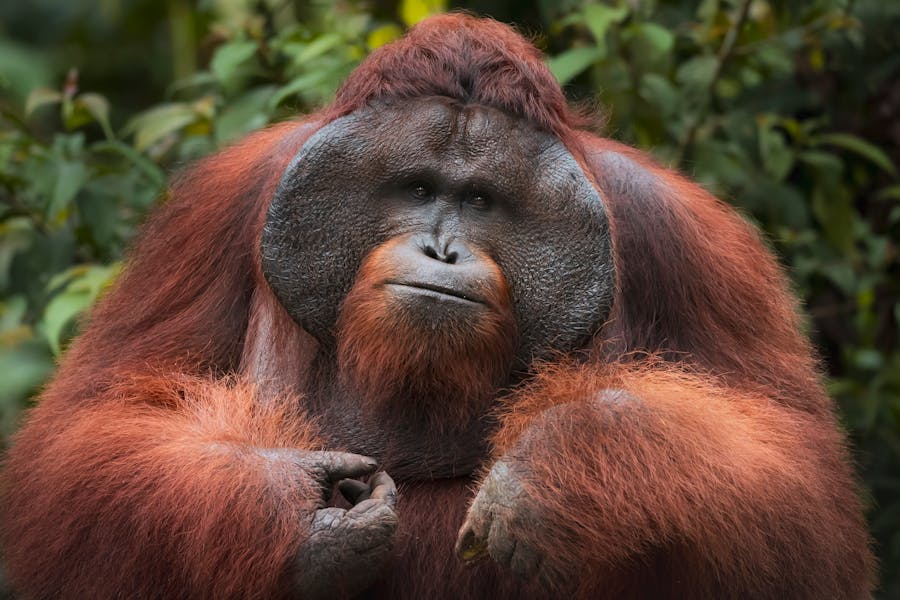 Animal Genius 2026: Which Animals Are Smarter Than Humans? 3 Great Ape Cognition