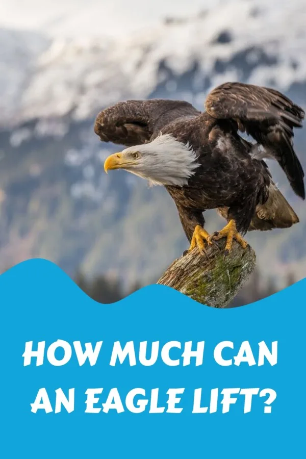 Eagle Carry Weight How Much Can an Eagle Lift?