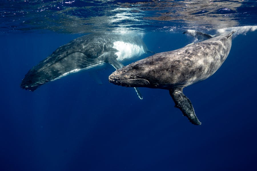 Animal Genius 2026: Which Animals Are Smarter Than Humans? 10 Humpback Whales