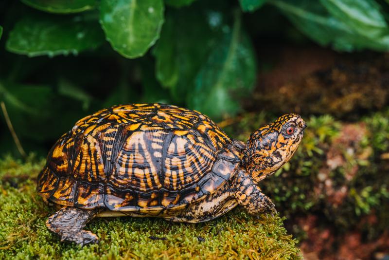 Turtle Indiana eastern box turtle