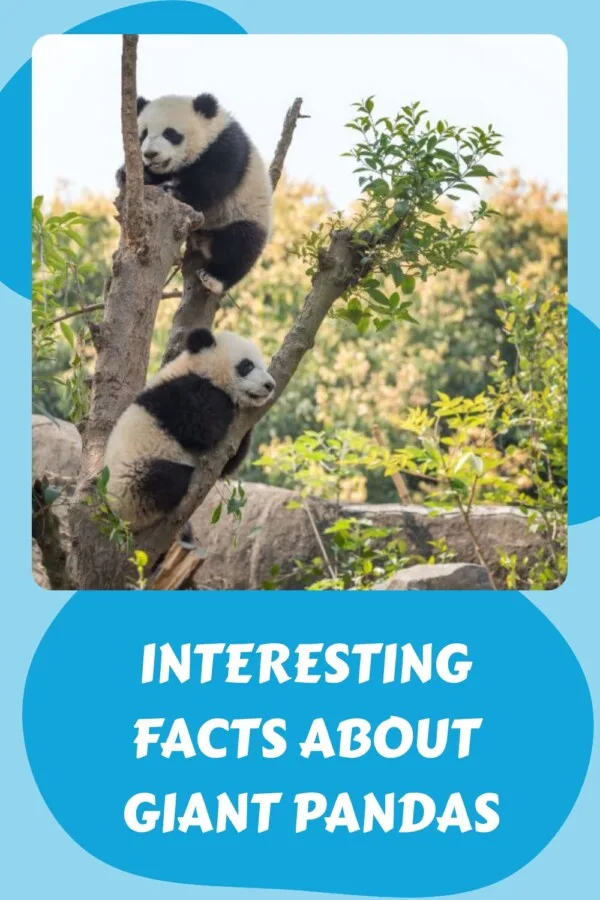 Interesting Facts About Giant Pandas generated pin 30860