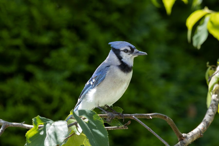 Animal Genius 2026: Which Animals Are Smarter Than Humans? 8 Jays