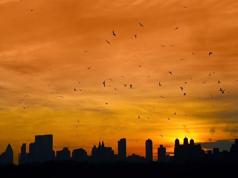 Animal Migration 2026: How Animals Navigate Without GPS 11 City lights shining into the night sky during bird migration