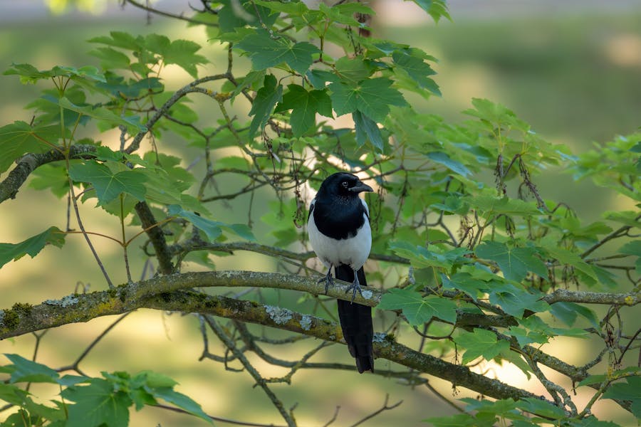 Animal Genius 2026: Which Animals Are Smarter Than Humans? 7 Magpies