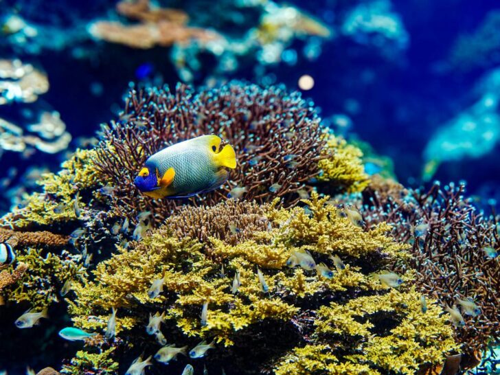 Marine Conservation Diving Tourism 2026: How Underwater Adventures Save Endangered Species 7 Marine Conservation Diving Tourism 2025