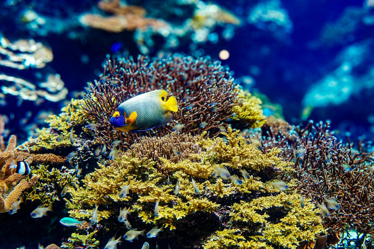 Marine Conservation Diving Tourism 2025