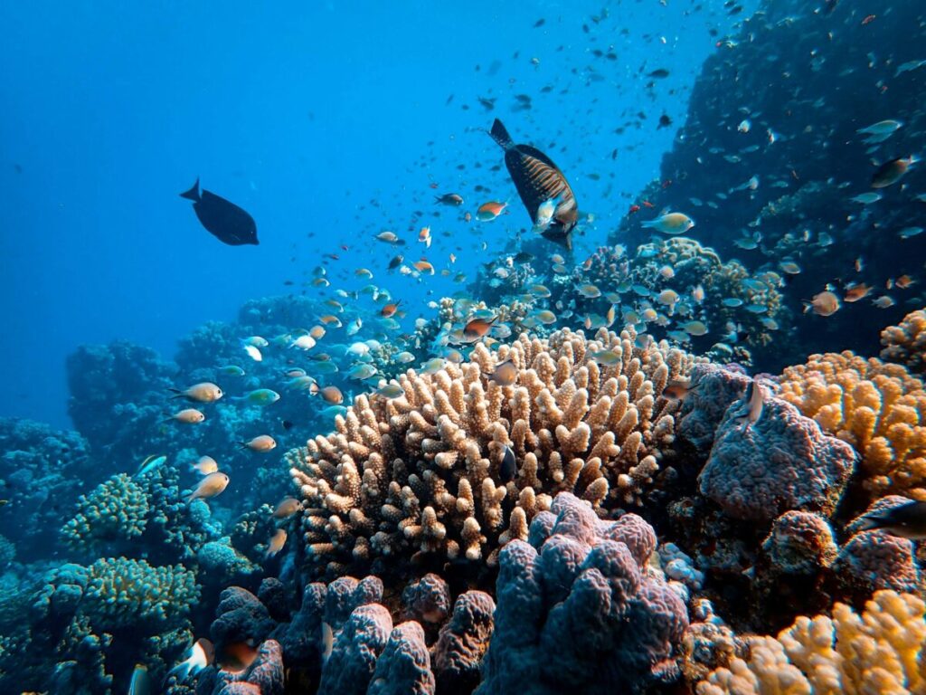 Wildlife Crisis 2026: How Climate Change Kills Species (And What You Can Do) 6 Marine Ecosystems Under Siege