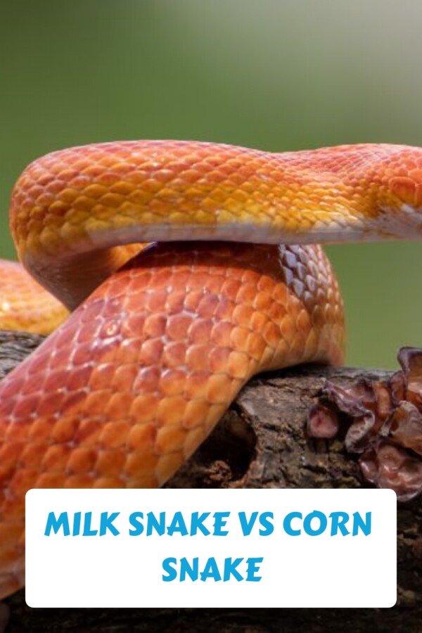 Corn Snake vs Milk Snake: Differences, Care & Best Fit 9 Milk Snake vs Corn Snake generated pin 32131