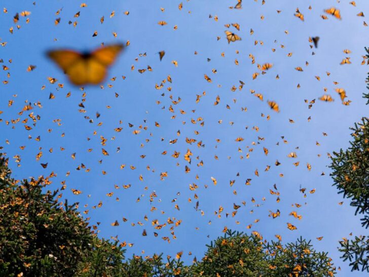 Animal Migration 2026: How Animals Navigate Without GPS 9 Monarch Butterflies Migration