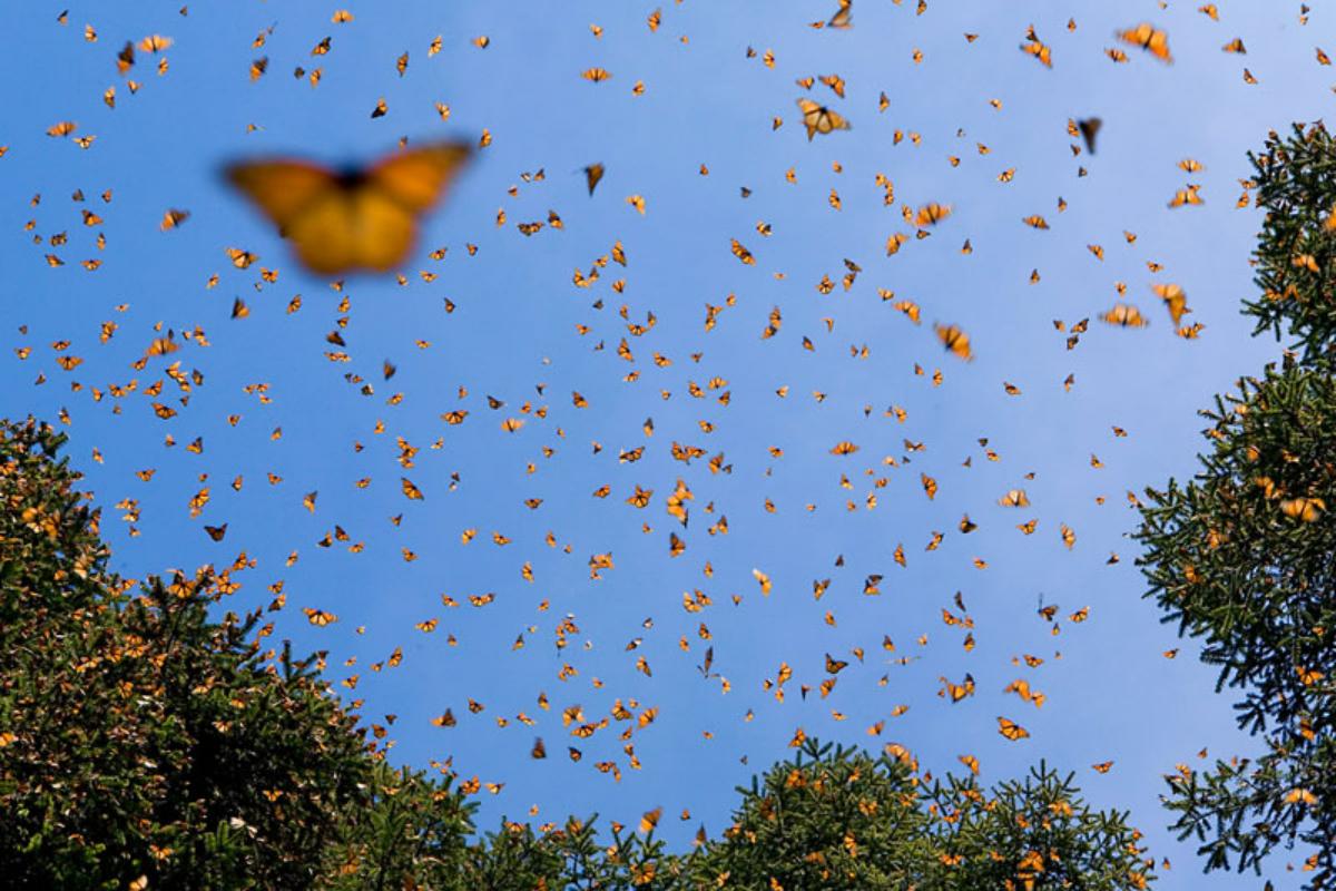 Monarch Butterflies Migration