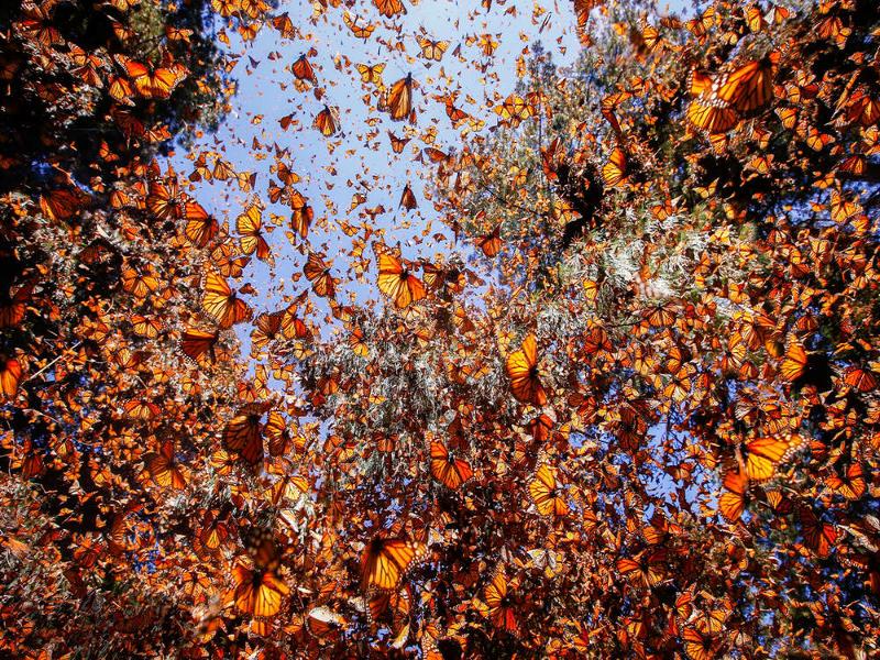 Animal Migration 2026: How Animals Navigate Without GPS 6 Monarch butterflies gathered during migration