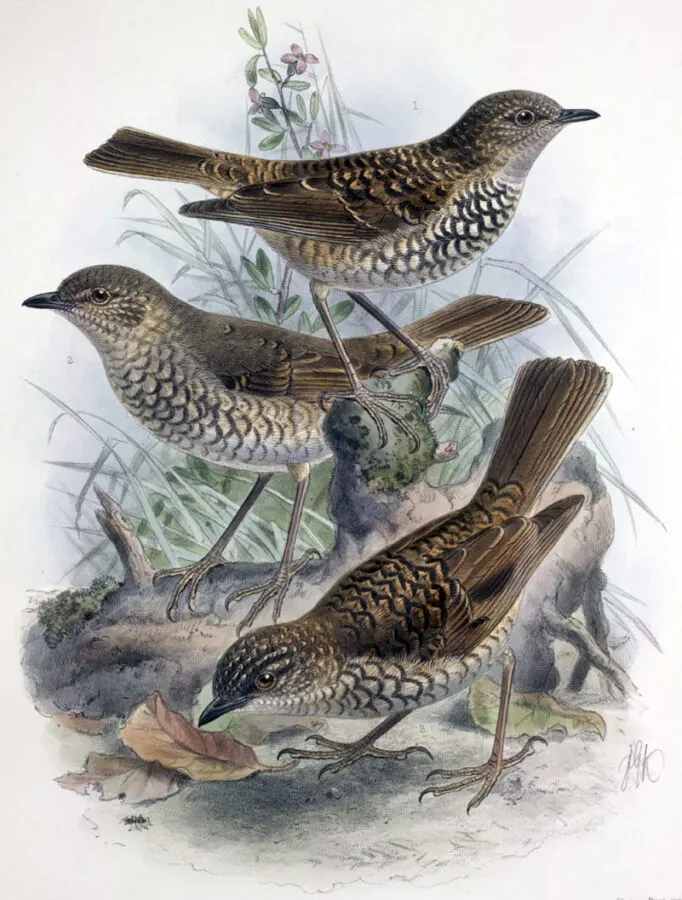 Large Kaua`i Thrush graphics