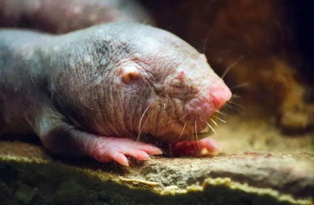 58 Animals That Start With N: Photos, Facts, and Types 4 Naked mole-rat at the entrance to a burrow