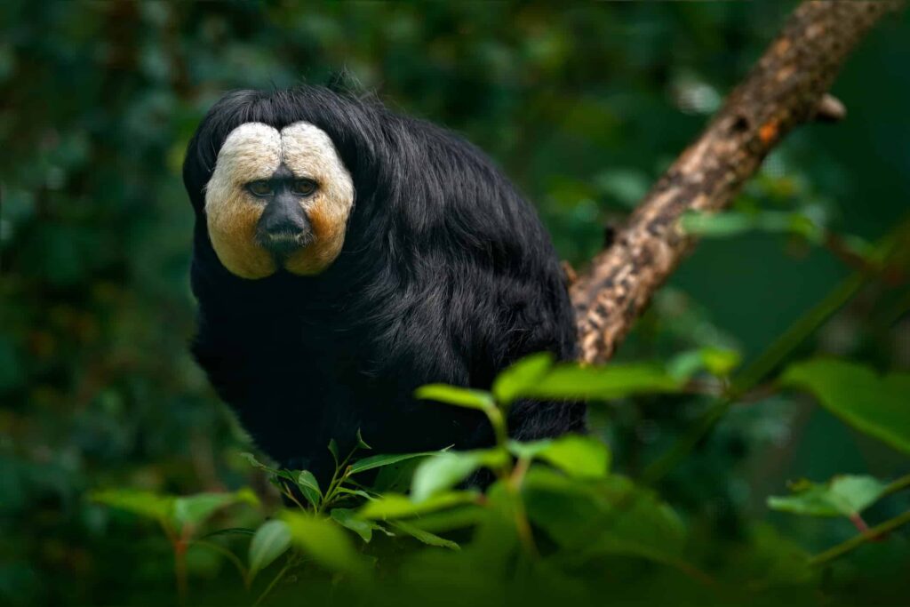 Animal Genius 2026: Which Animals Are Smarter Than Humans? 5 New World Monkeys