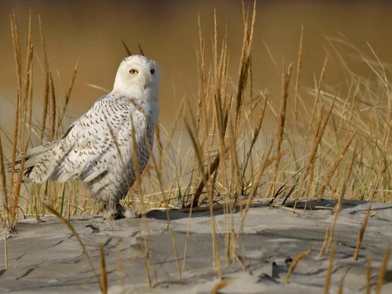 Animal Migration 2026: How Animals Navigate Without GPS 4 Snowy owl perched in open habitat during winter