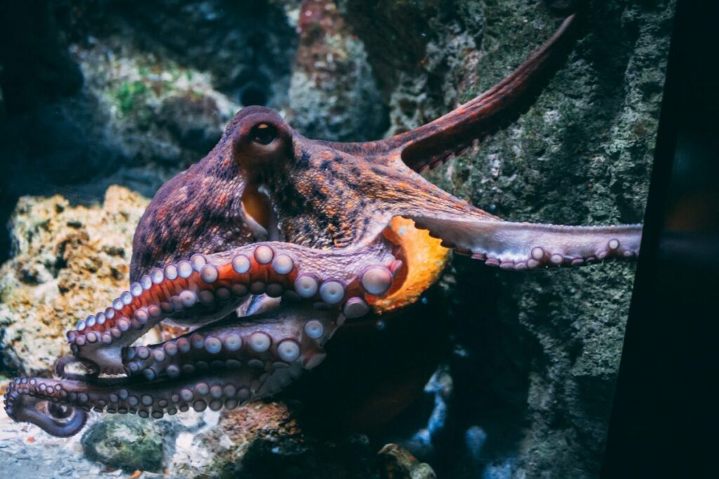 Animal Genius 2026: Which Animals Are Smarter Than Humans? 11 Octopus