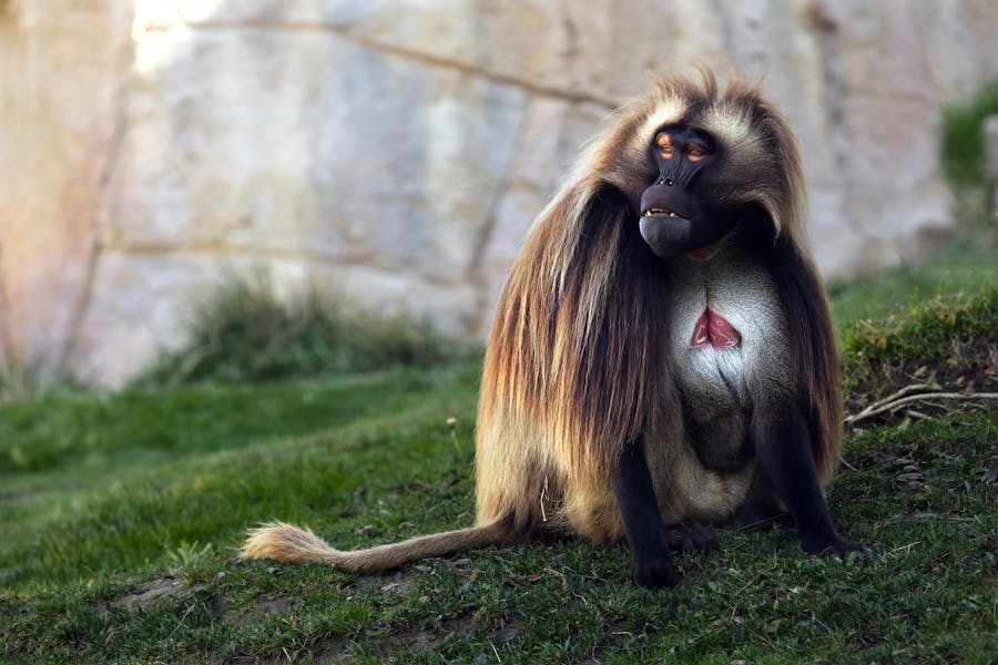 Animal Genius 2026: Which Animals Are Smarter Than Humans? 4 Old World Monkeys