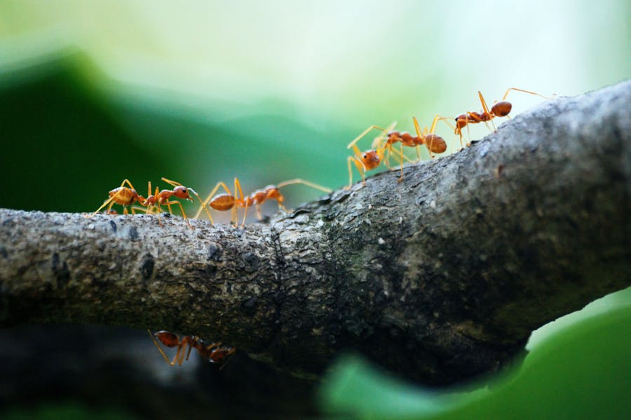 Animal Genius 2026: Which Animals Are Smarter Than Humans? 15 Orange Ants