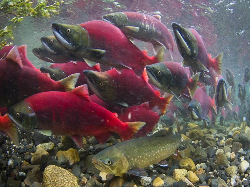 Animal Migration 2026: How Animals Navigate Without GPS 8 Pacific salmon swimming upstream during spawning migration