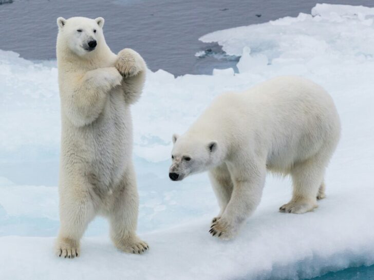Arctic Wildlife Climate Adaptation: Remarkable Survival Stories from Earth's Warming Frontier 13 Polar Bears