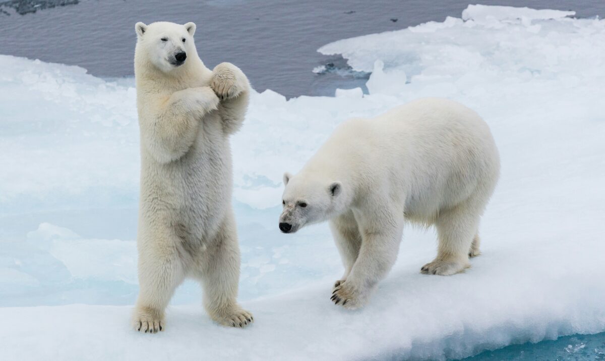 Polar Bears
