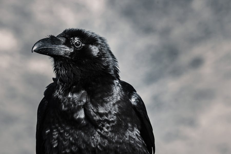 Animal Genius 2026: Which Animals Are Smarter Than Humans? 6 Ravens