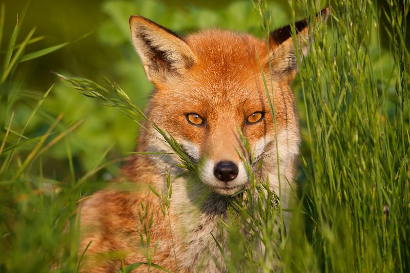 Red fox up close