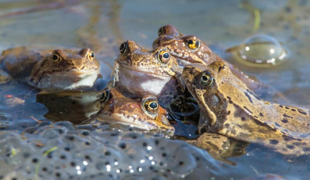 Animal Migration 2026: How Animals Navigate Without GPS 3 Fish swimming upstream during reproductive migration