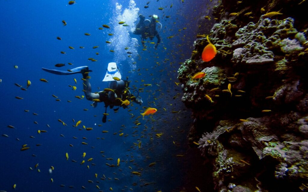Marine Conservation Diving Tourism Guide 2026 12 Scuba diver maintaining neutral buoyancy above coral