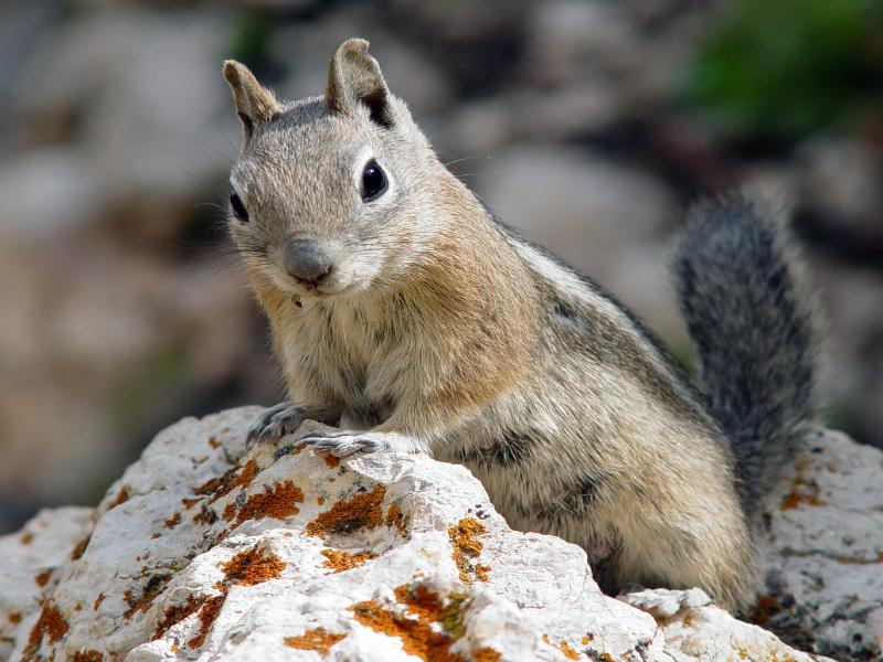 Animal Genius 2026: Which Animals Are Smarter Than Humans? 13 Rodent