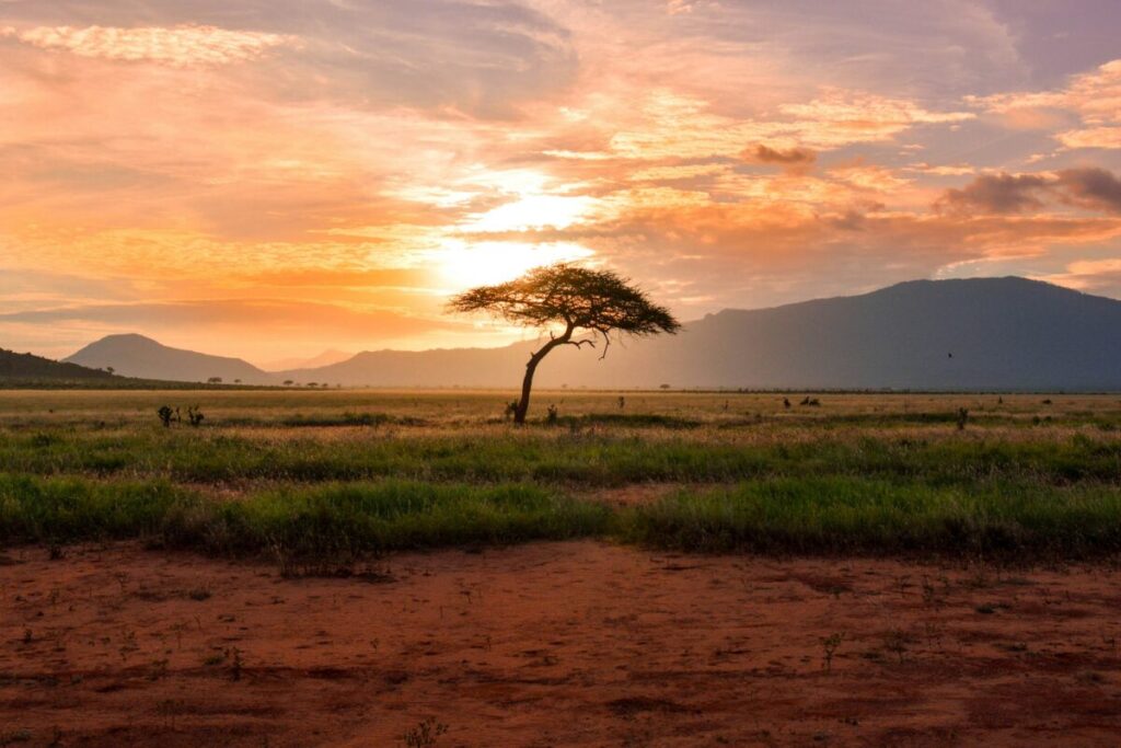 Wildlife Crisis 2026: How Climate Change Kills Species (And What You Can Do) 13 Savanna