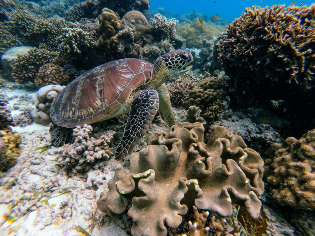 Marine Conservation Diving Tourism Guide 2026 13 Sea turtle swimming above a coral reef