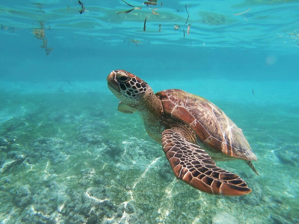 Wildlife Crisis 2026: How Climate Change Kills Species (And What You Can Do) 8 Sea Turtles