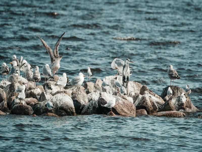 Wildlife Crisis 2026: How Climate Change Kills Species (And What You Can Do) 9 Seabirds