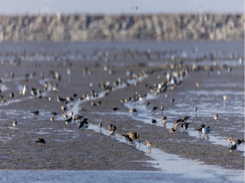 Animal Migration 2026: How Animals Navigate Without GPS 10 Shorebirds feeding on coastal mudflats during migration