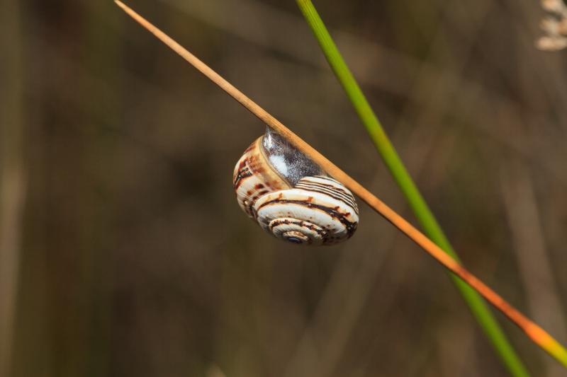 Snail on a branch 