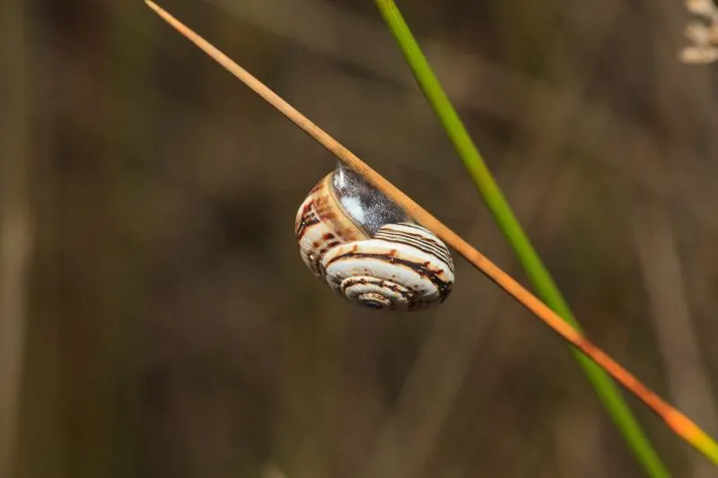 Snail Snail on a branch