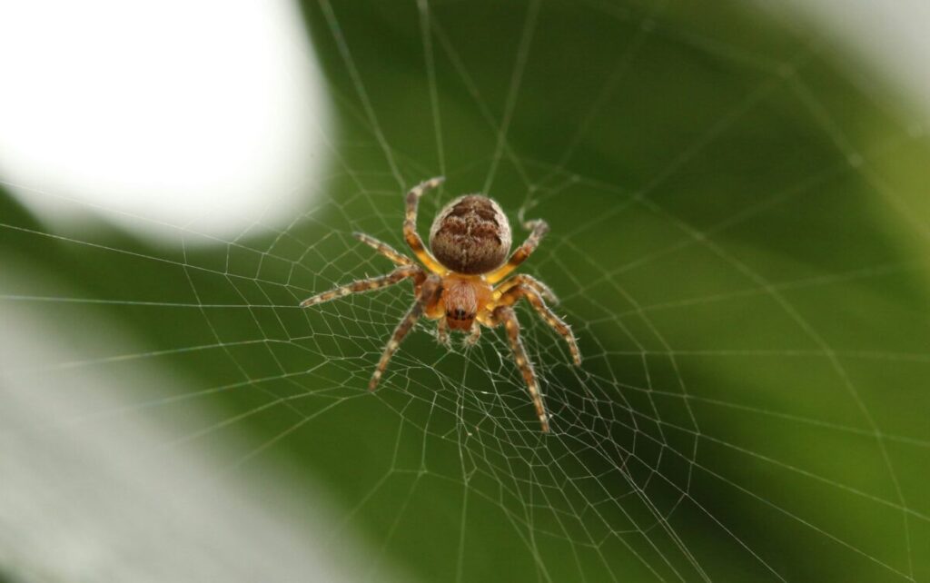 Animal Genius 2026: Which Animals Are Smarter Than Humans? 18 Spider