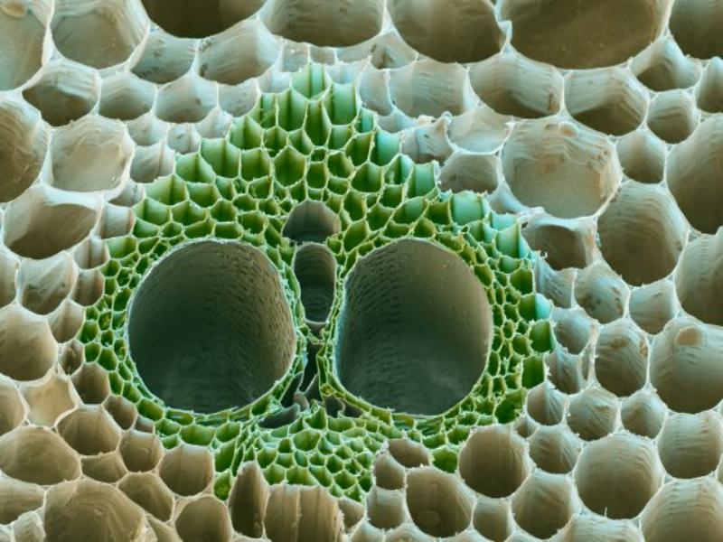 Wildlife Crisis 2026: How Climate Change Kills Species (And What You Can Do) 20 Synthetic biology