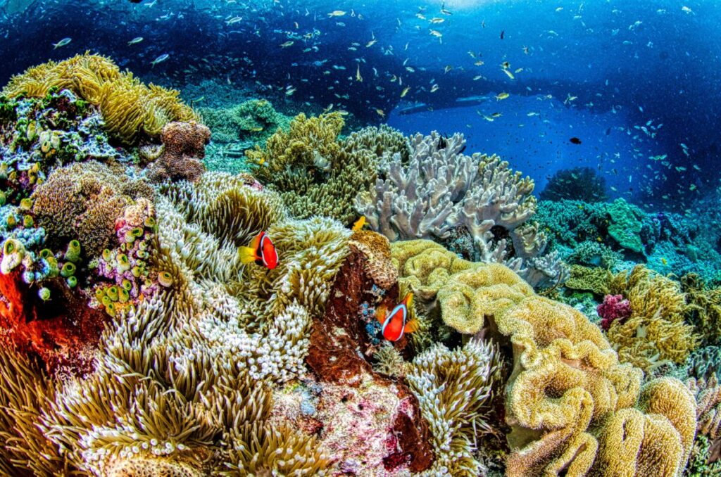 Marine Conservation Diving Tourism Guide 2026 1 Coral reef with schooling fish in clear blue water