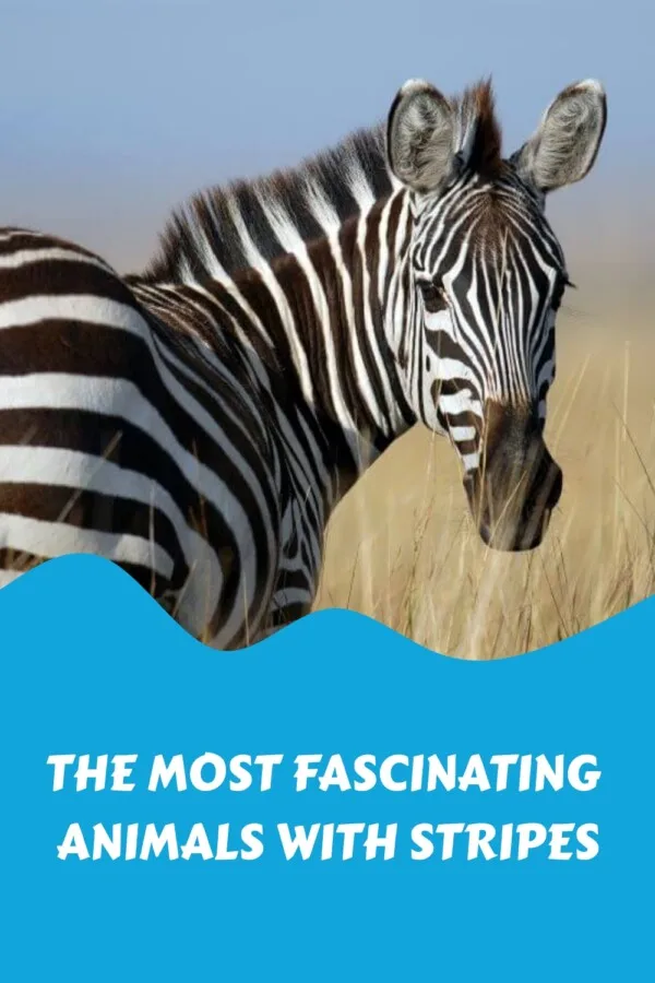 The Most Fascinating Animals with Stripes generated pin 34083